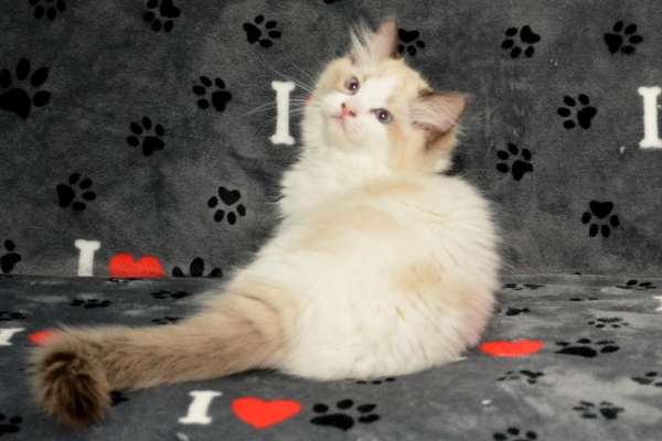 Shilo's seal point & white (bicolor) female kitten